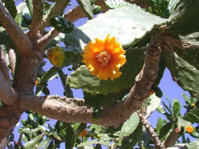 consolea_picardae